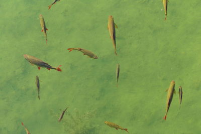 High angle view of birds swimming in lake