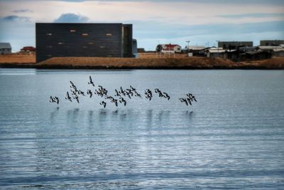 Birds perching on bridge over lake against sky in city