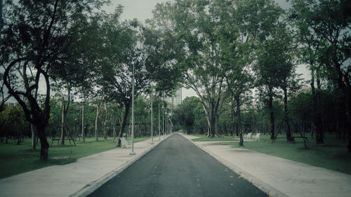 Road amidst trees in park