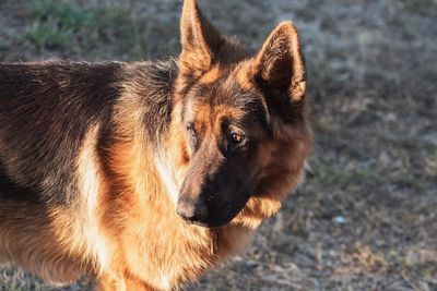 Close-up of a dog