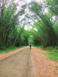 Rear view of man walking on footpath in forest