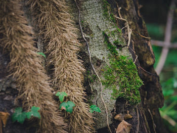 Close-up of tree trunk