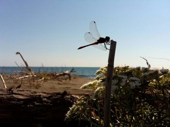 Bird on beach against sky