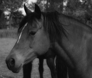 Close-up of horse standing in ranch