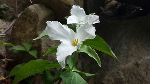 Close-up of white flowers blooming outdoors