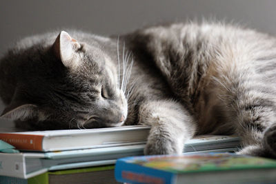 Close-up of a cat sleeping