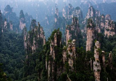 High angle view of trees in forest