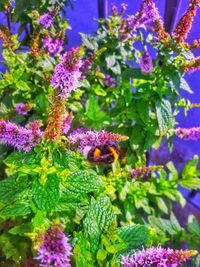 Close-up of purple flowers blooming outdoors