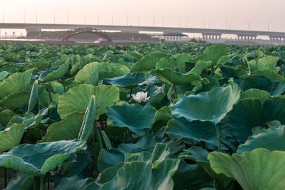 Close-up of fresh green plants on field against sky