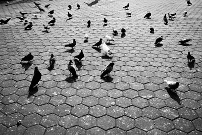 High angle view of pigeons on footpath