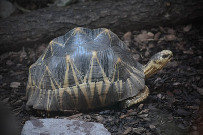 Close-up of turtle in water