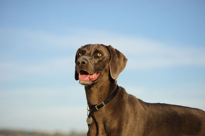 Close-up of dog against sky