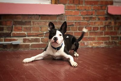 Dog yawning while standing against brick wall