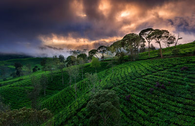 Scenic view of agricultural field against dramatic sky
