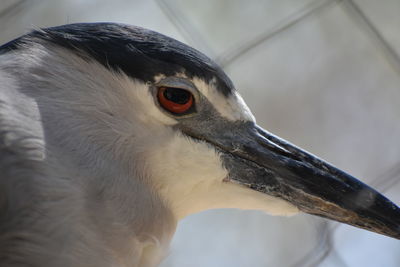 Close-up of bird