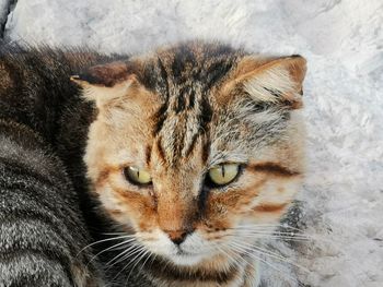 Close-up portrait of a cat