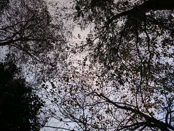 Low angle view of tree against sky