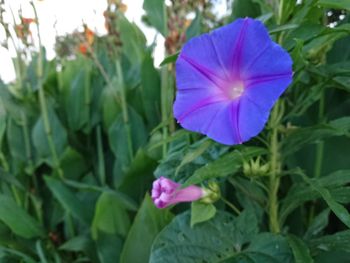 Close-up of purple flowering plant