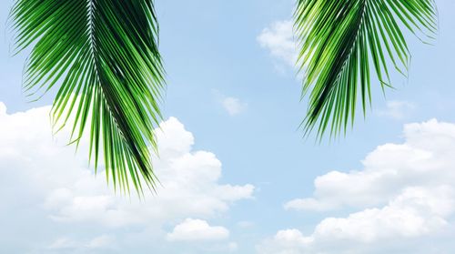 Low angle view of palm tree against sky