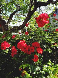 Close-up of fresh red flowers blooming in park