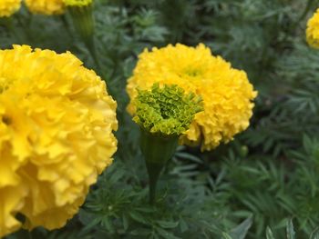 Close-up of yellow marigold blooming outdoors