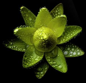 Close-up of wet flower against black background