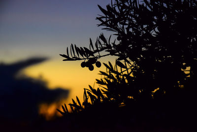 Close-up of silhouette tree against sky at sunset