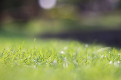 Close-up of grass