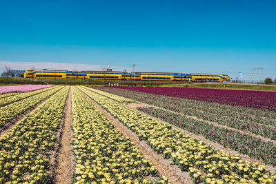 Scenic view of field against clear blue sky