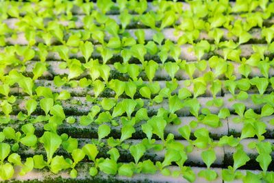 Full frame shot of vegetables