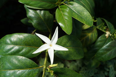 Close-up of white flowers