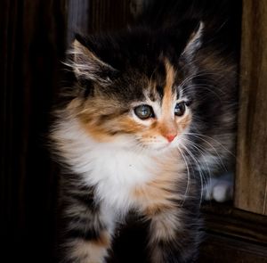 Close-up portrait of kitten