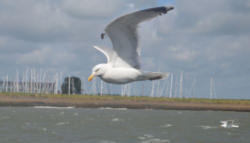 Seagull flying over sea against sky