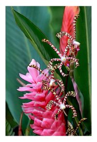 Close-up of bee perching on flower