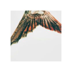 Close-up of food over white background