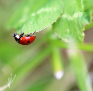 Close-up of ladybug on leaf