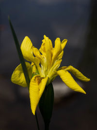 Close-up of yellow flowering plant