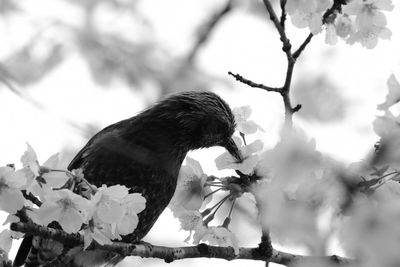 Low angle view of bird perching on tree against sky