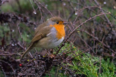 Close-up of a bird perching on branch