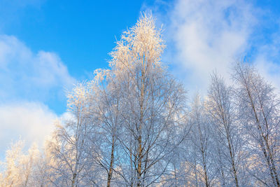 Low angle view of bare tree against sky