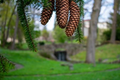 Large pinecones hanging from the branch of a pine tree