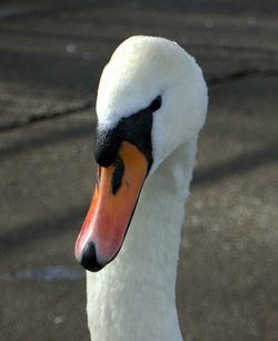 Close-up of swan