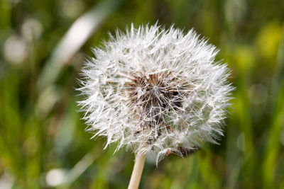 Close-up of thistle