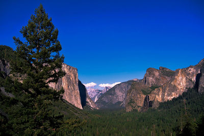 View of trees on mountain against blue sky