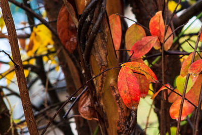 Close-up of leaves on branch