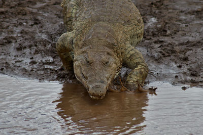 Portrait of an alligator entering water