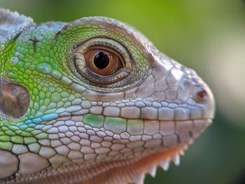 Close-up of lizard