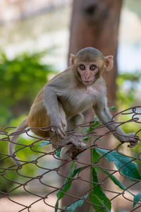 Portrait of monkey sitting on fence