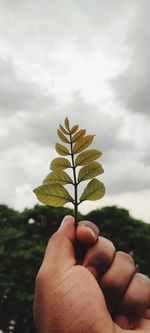 Close-up of hand holding plant