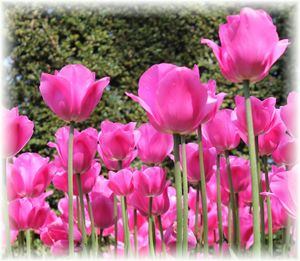 Close-up of pink flowers